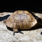 Found Tortoise 