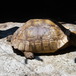 Found Tortoise 