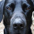 Alfie Black is a Black Labrador Missing #REWARD